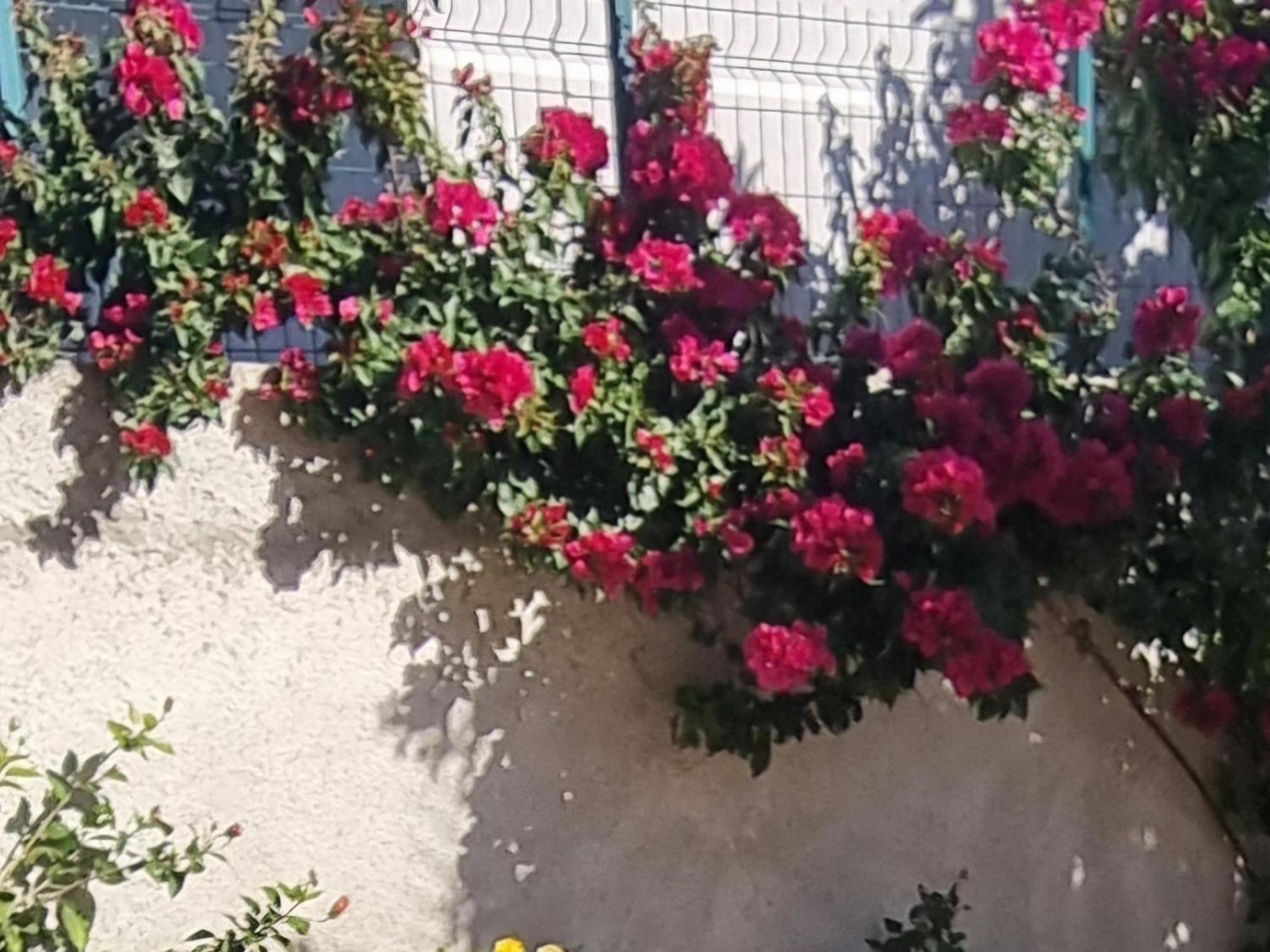 Vila Megi-Rent Room Vlorë Exterior foto